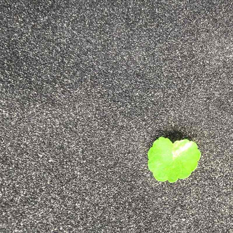 Almacenamiento de energía Carbón activado con cáscara de coco